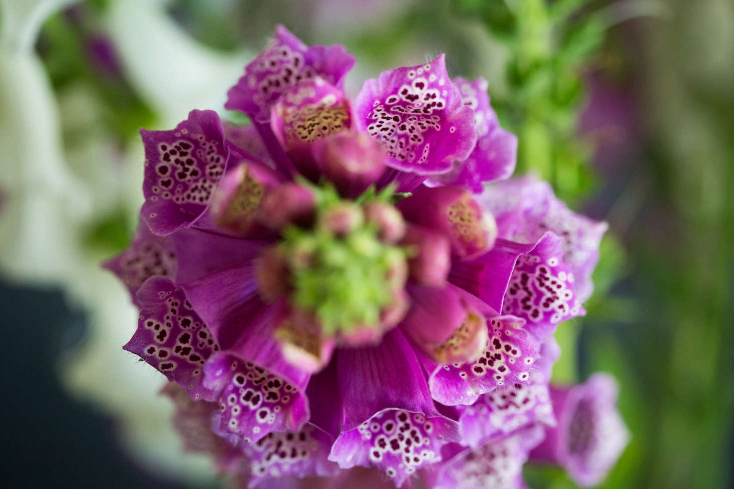 One of the best reasons to cut flowers is it gives you the opportunity to closely examine them. I must have walked past this magenta foxglove in the garden a hundred times. But as I inspected the speckled interior of each velvety flower bell, I wondered if I ever have seen anything even half as magical?