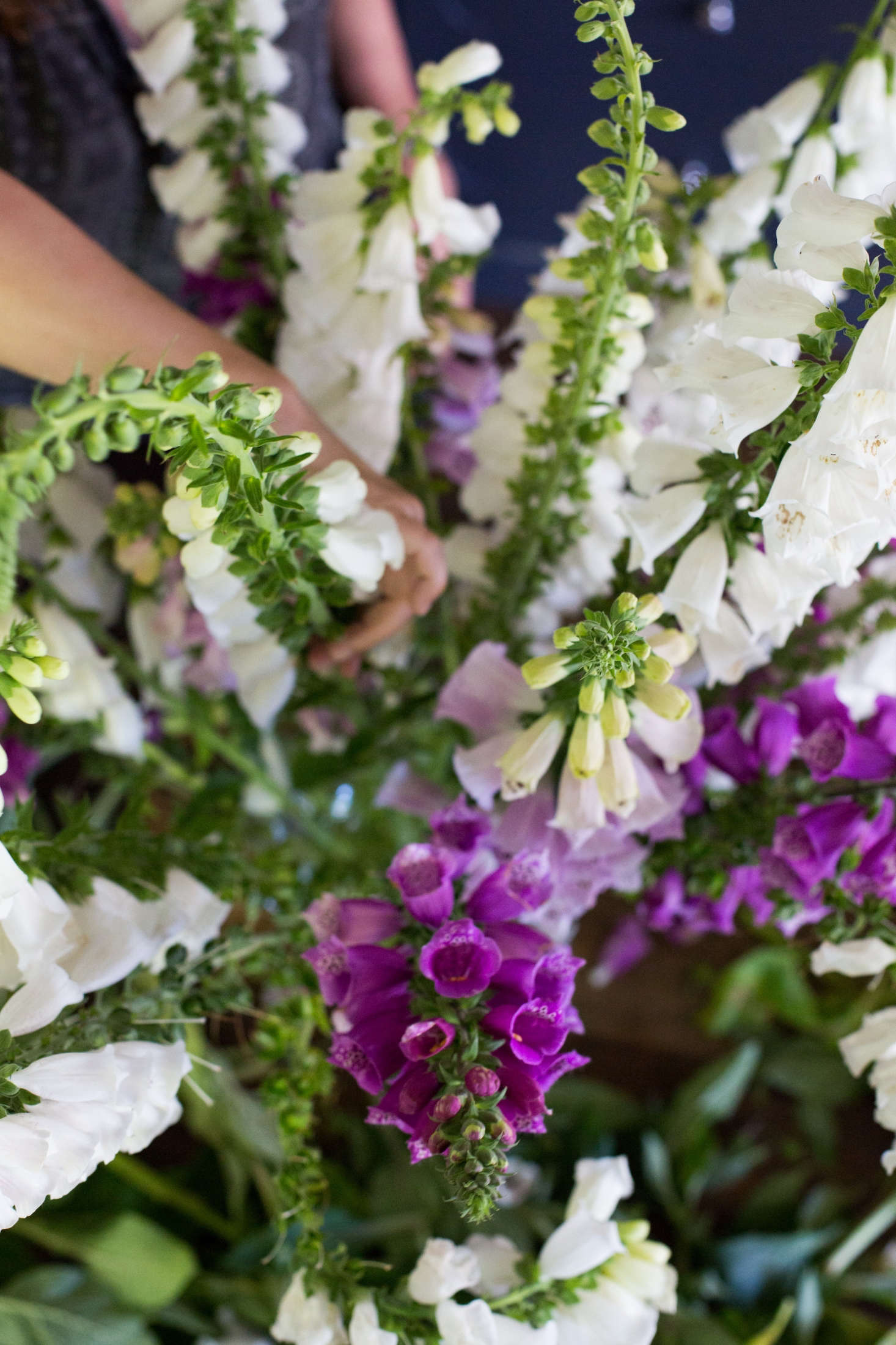 Bent, crooked, and twisty foxglove stalks are useful because they will soften the lines of a floral arrangement and prevent it from looking too stiff.