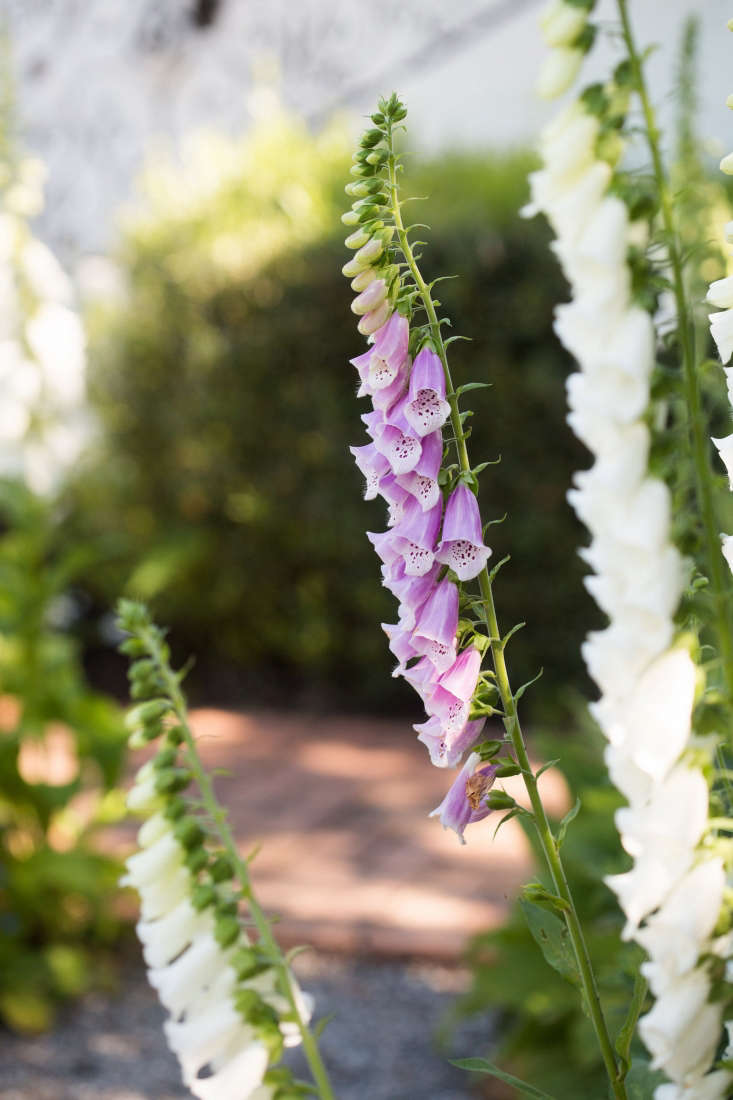  Every year I plant white common foxglove (Digitalis purpurea), which blooms in the second year. After that, it does what it wants.