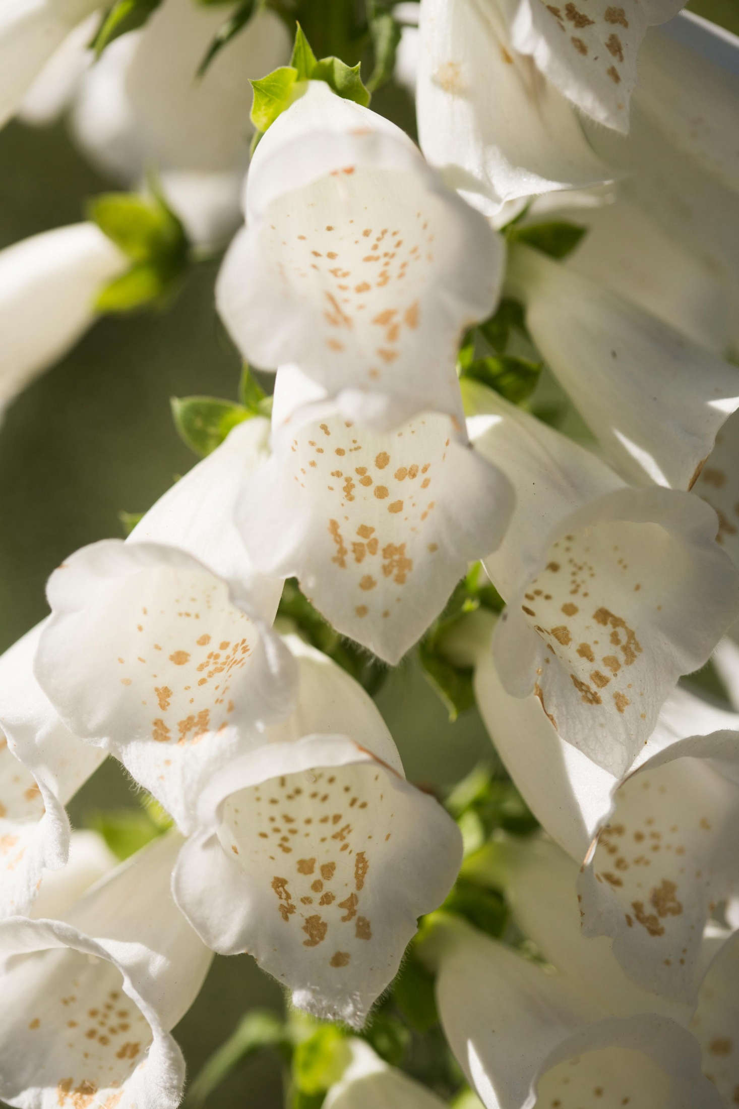 The best way to create a steady supply of foxglove flowers is to plant some every year (a biennial plant, it takes two years to bloom).