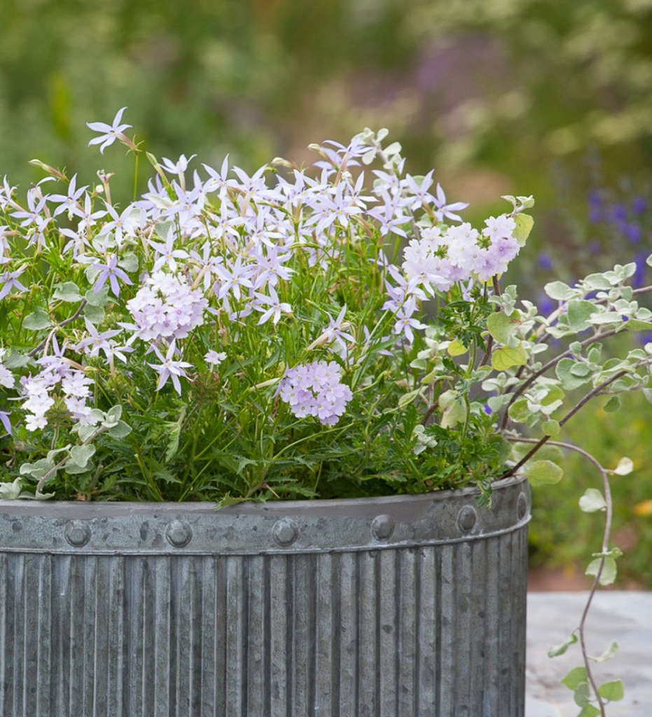 Container Gardening Sarah Raven’s 7 Tips for Perfect Flower Pots