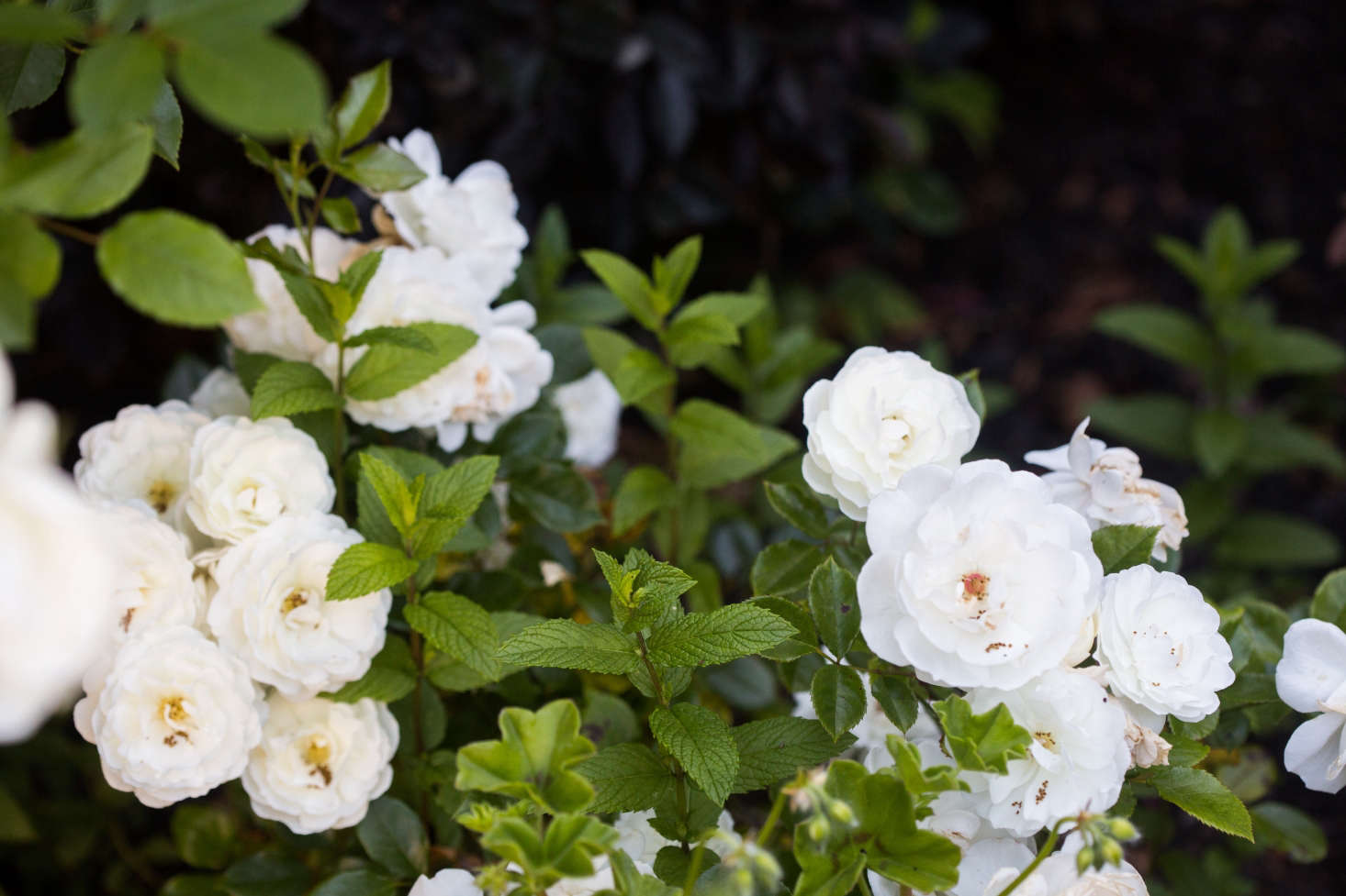 These are not the fragile, finicky roses that florists sell and collectors prize. The plants I bought—white Iceberg rose bushes, climbing New Dawn roses, and generic landscape roses labeled simply 