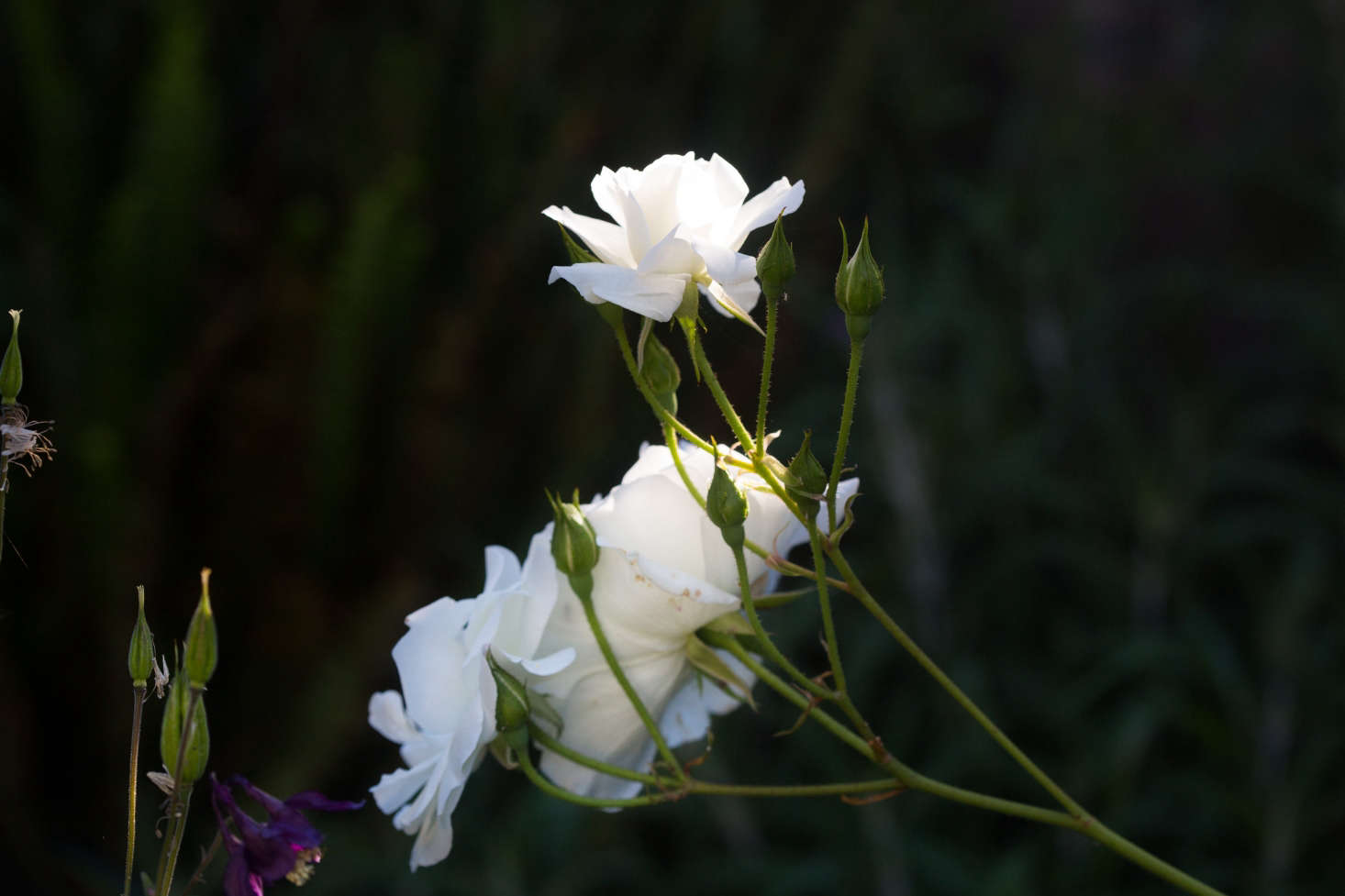 White Iceberg roses are widely available.