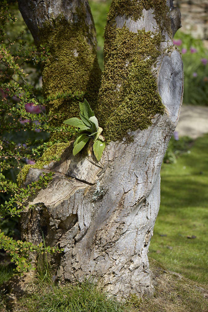  The lichen encrusted walls are softened by many happy self-seeded geraniums, primroses, and ferns&#8\230;.