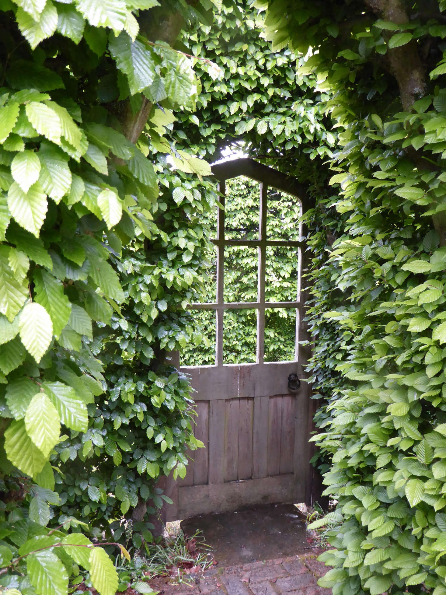 A wooden door in a hornbeam hedge leads to a secluded miniature green garden. Photograph by Clare Coulson.