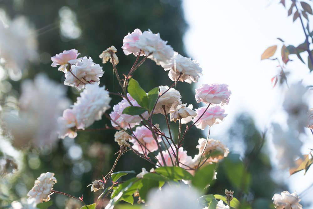 New Dawn is also lovely to grow on a trellis or an arbor. For more ideas, see DIY Climbing Roses: From Trellis to Vase on Cape Cod.