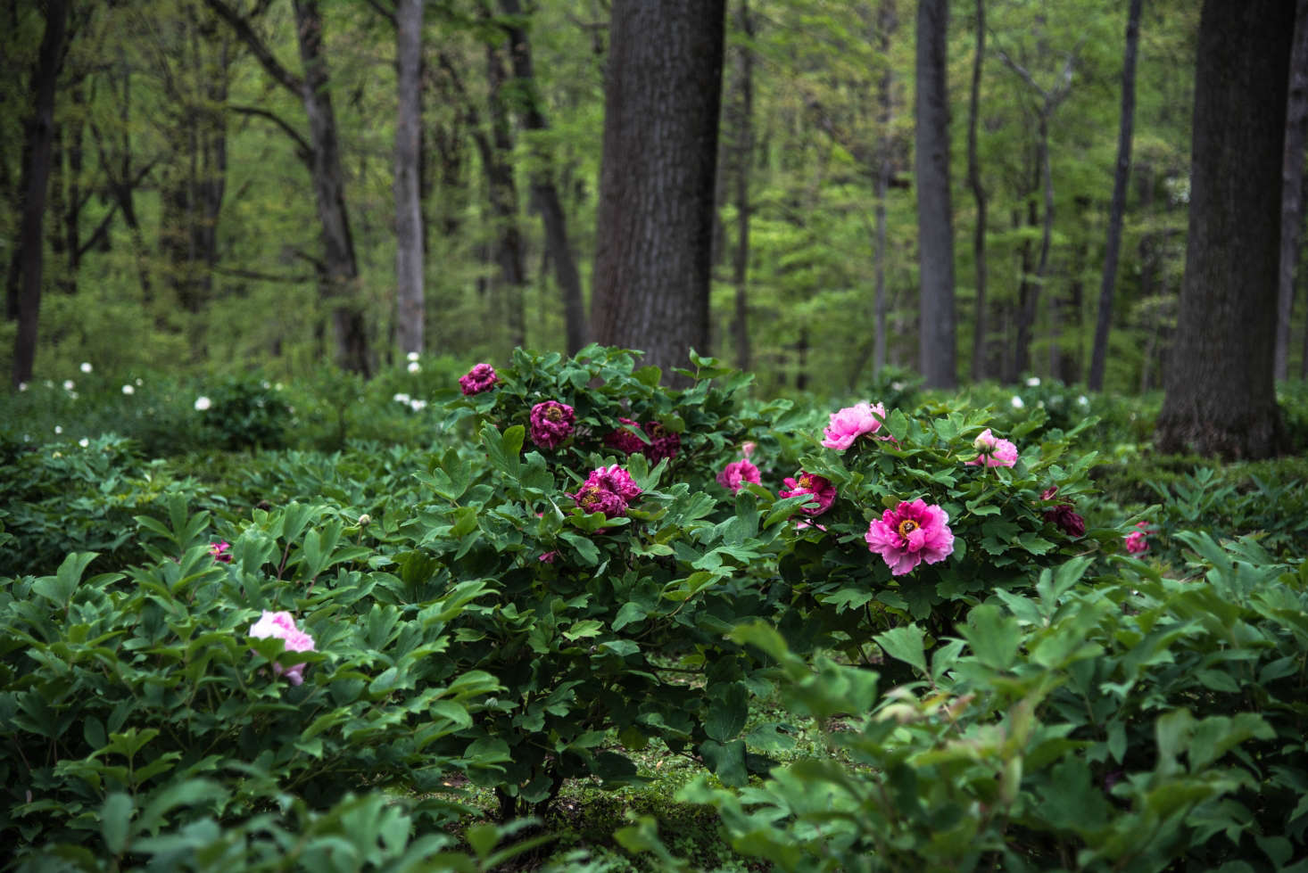 Peony