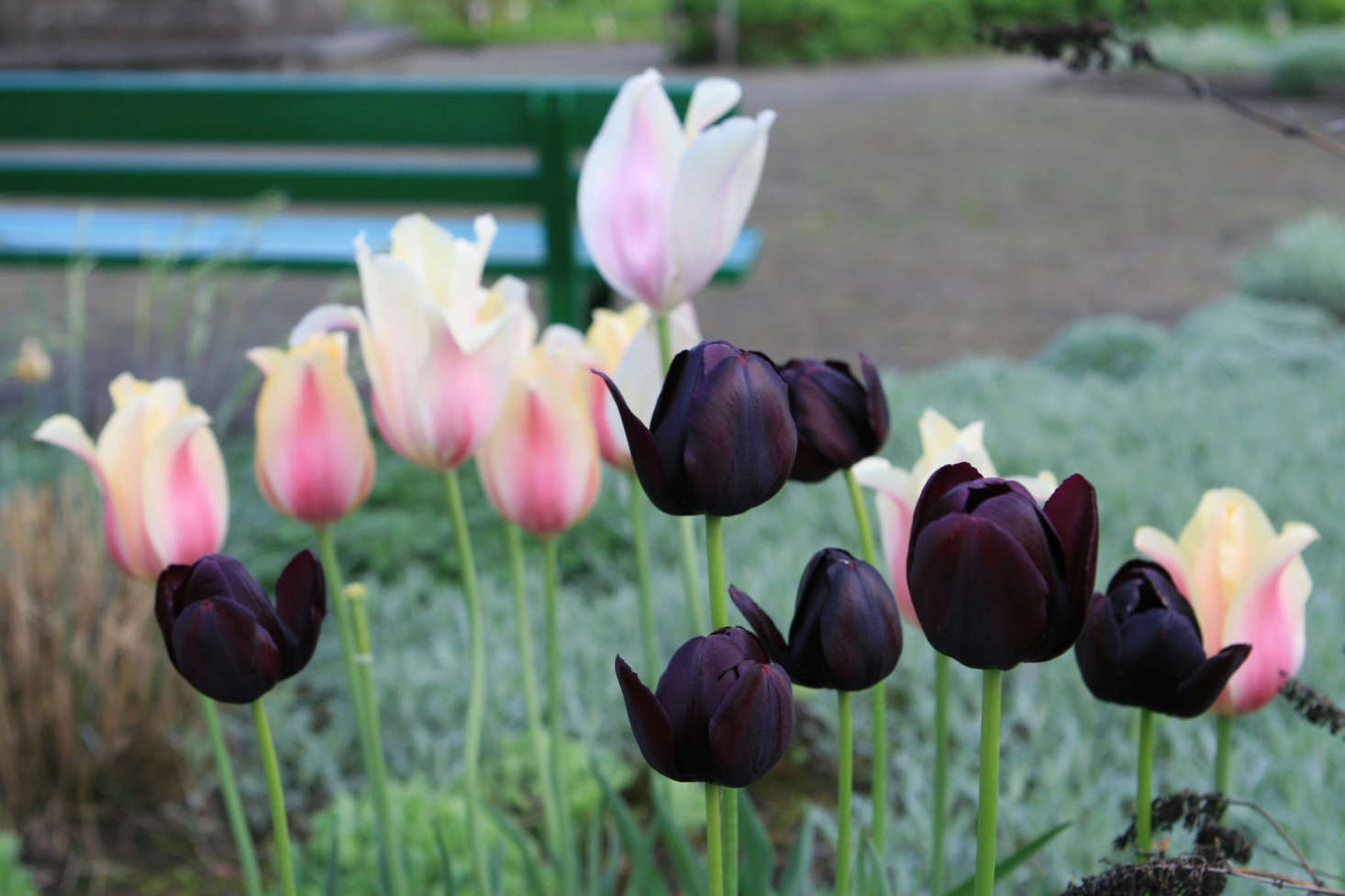 Deep purple Queen of the Night tulips, thriving in a group of seven. Photograph by Jeonghi Go via Flickr, from Garden Ideas to Steal from the Netherlands.