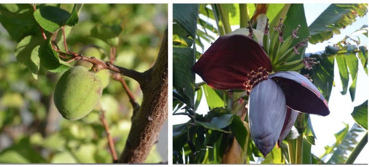 Fig and banana trees thrive, creating shaded areas along the sidewalk.