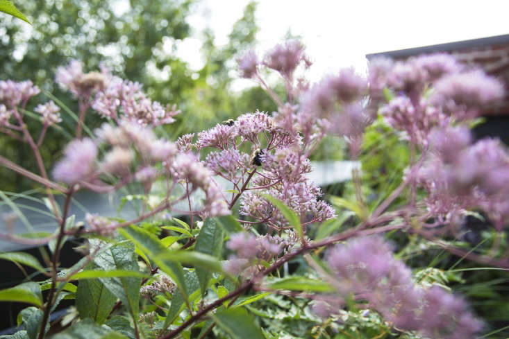 On a roof garden, designer Emily Thompson planted Joe Pye weed in containers. For more, see Garden Visit: Emily Thompson Explores Her Dark Side in Brooklyn Heights. Photograph by Mia Kim.