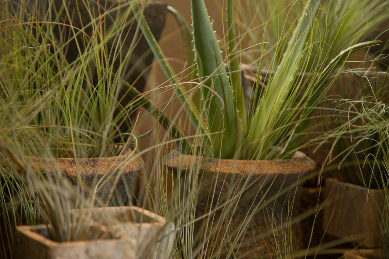 Succulents and wispy grasses in terra cotta pots at Green Door Design.