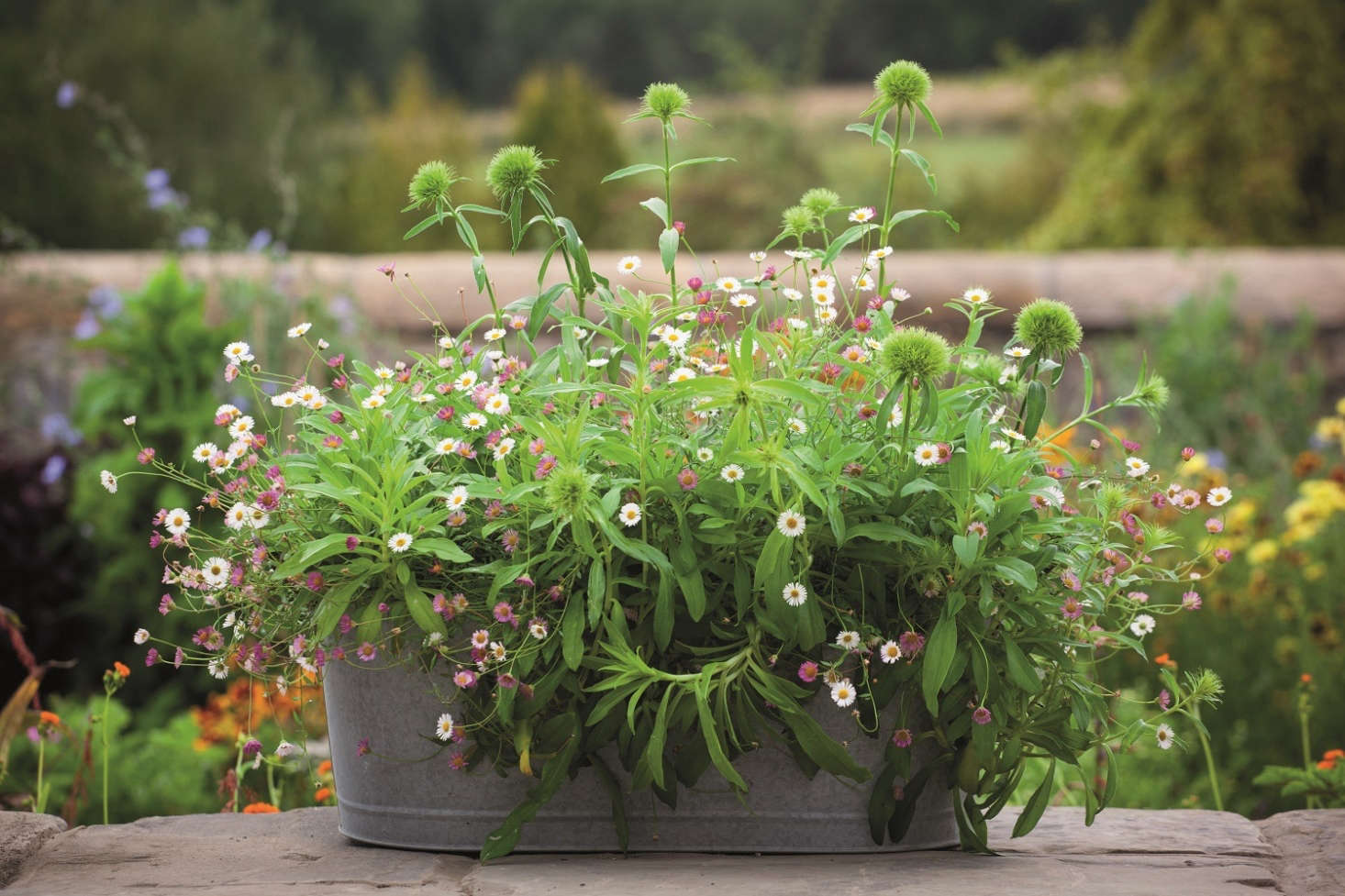 Photograph by Jonathan Buckley, from Container Gardening: Sarah Raven’s 7 Tips for Perfect Flower Pots.