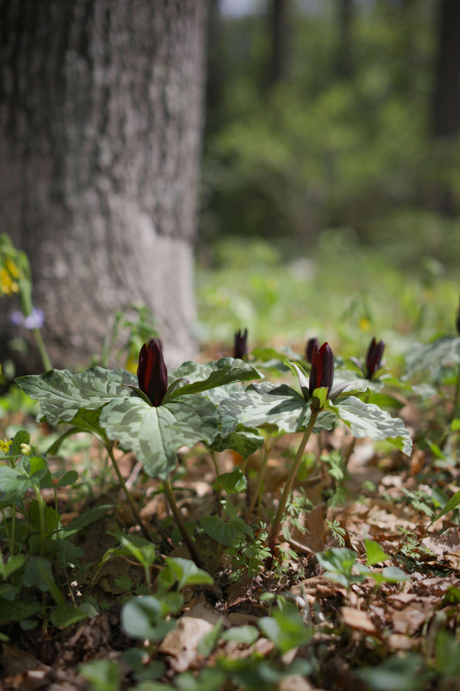 A native to the Southeast, Trillium cuneatum or 