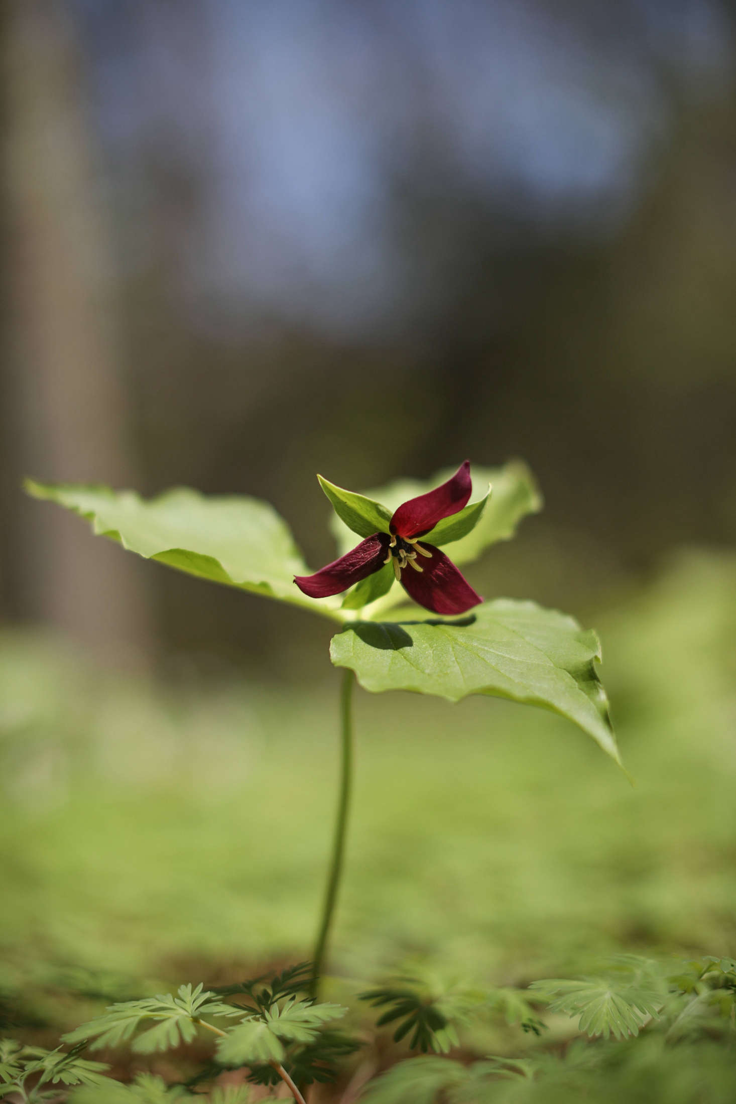 Due to its rather rank smell, Trillium erectum is also known as 