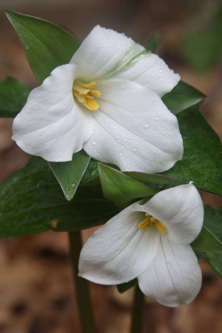   The largest flower of any of the New England native trilliums, Great Wakerobin’s white flowers turn pink after pollination. Photograph by Dan Jaffe.