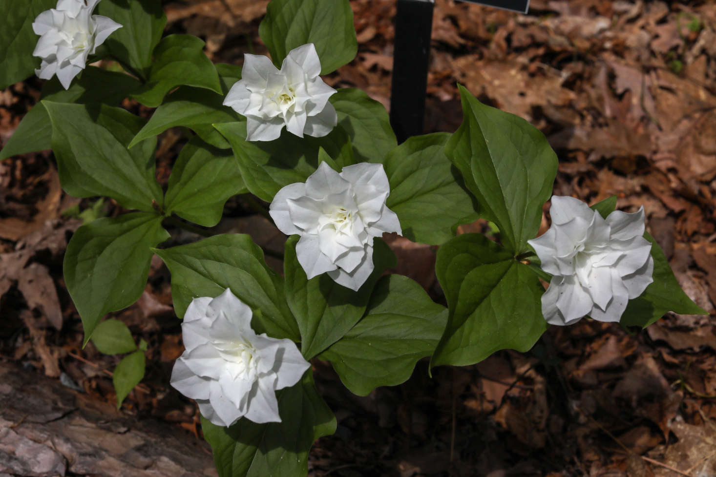 Trillium grandiflorum forma petalosum or 