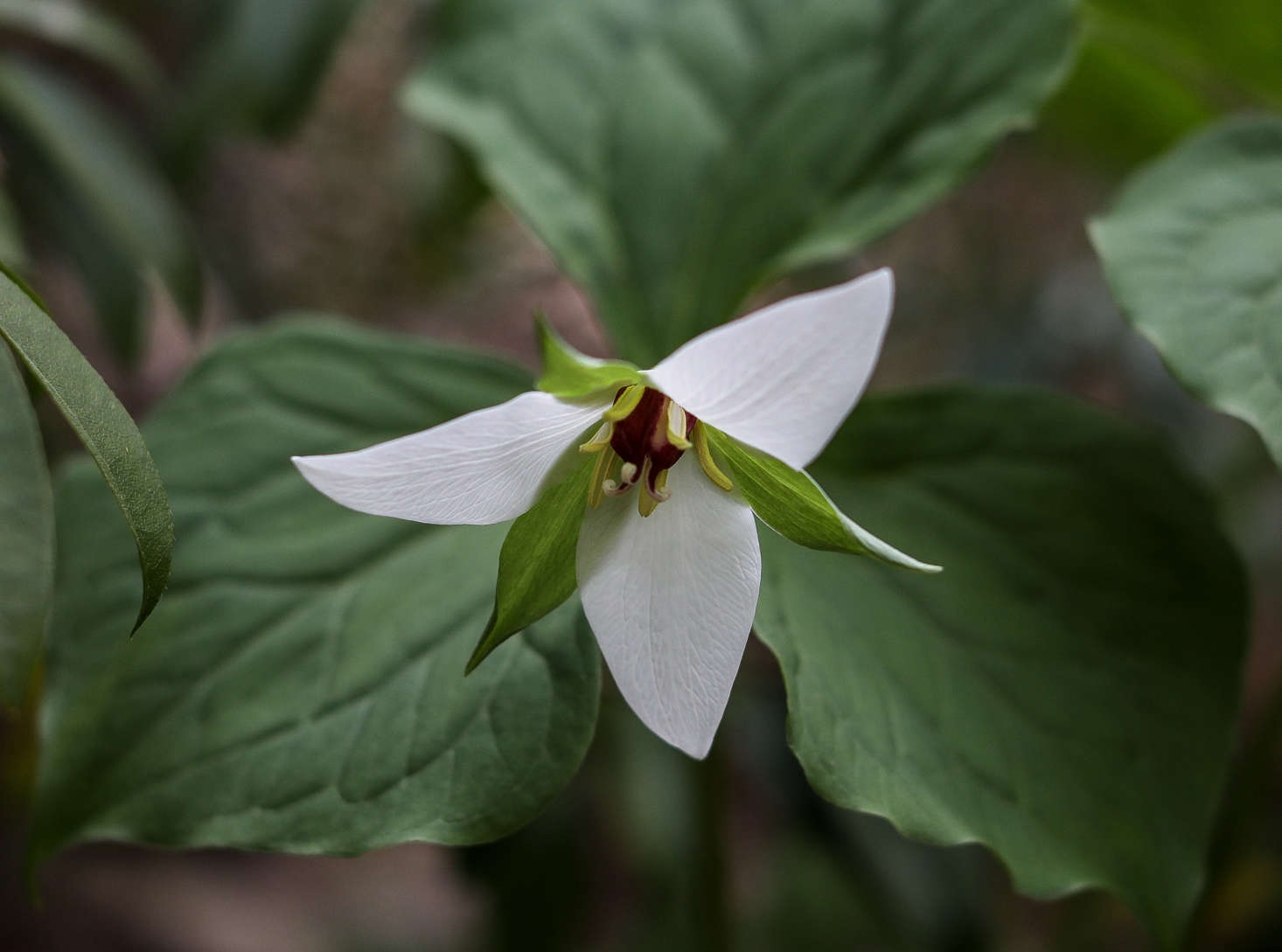 Trillium simile 