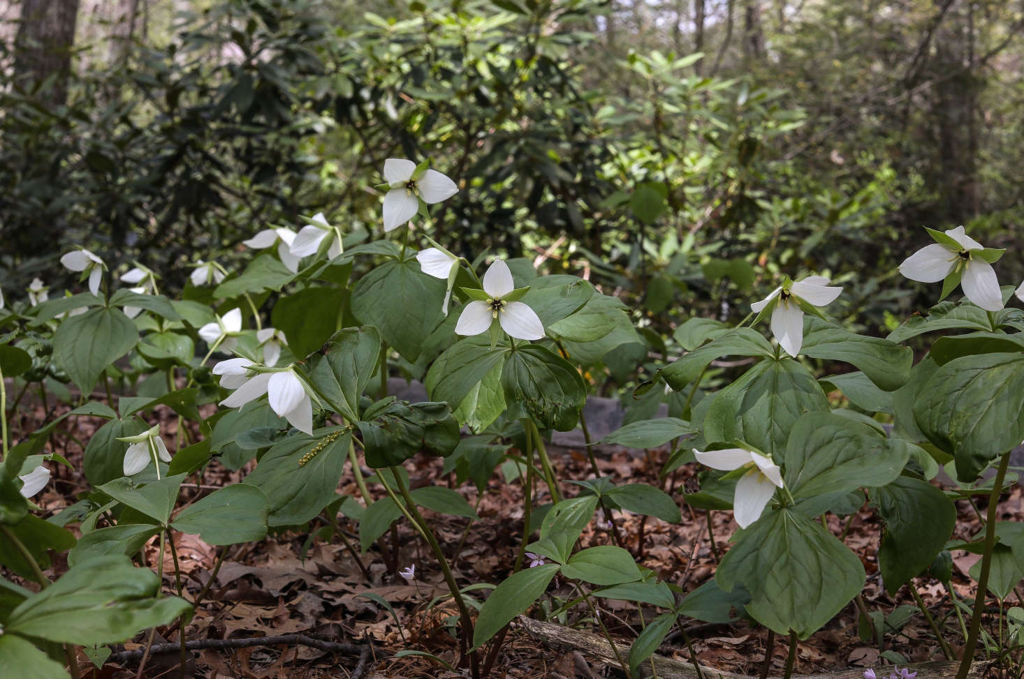Awaiting a new garden home, mature Trillium simile 