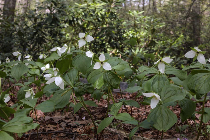 Awaiting a new garden home, mature Trillium simile &#8\2\16;Jeweled Wakerobin&#8\2\17; in the propagation beds at Garden in the Woods. On May 6 and 7, visitors purchase trilliums directly from Garden in the Wood&#8\2\17;s propagation beds.