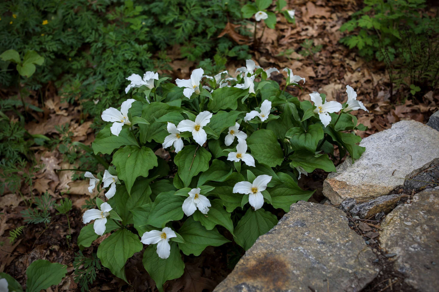 Trillium grandiflorum 