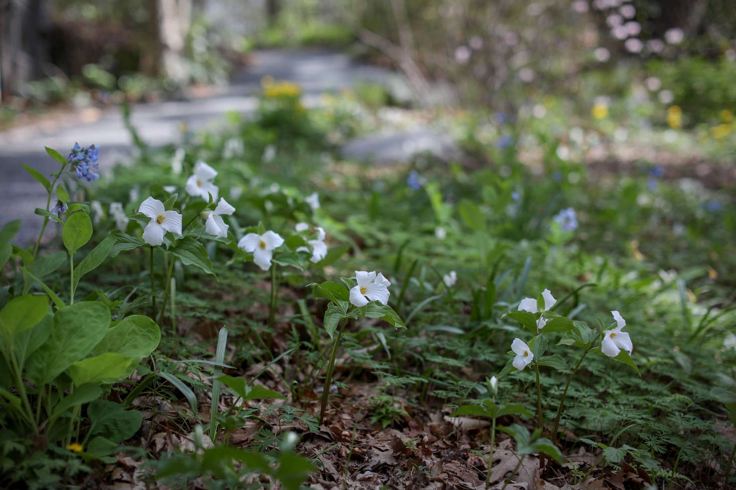 Trillium grandiflorum mixed with other woodland plants at Garden in the Woods in Framingham, Massachusetts.