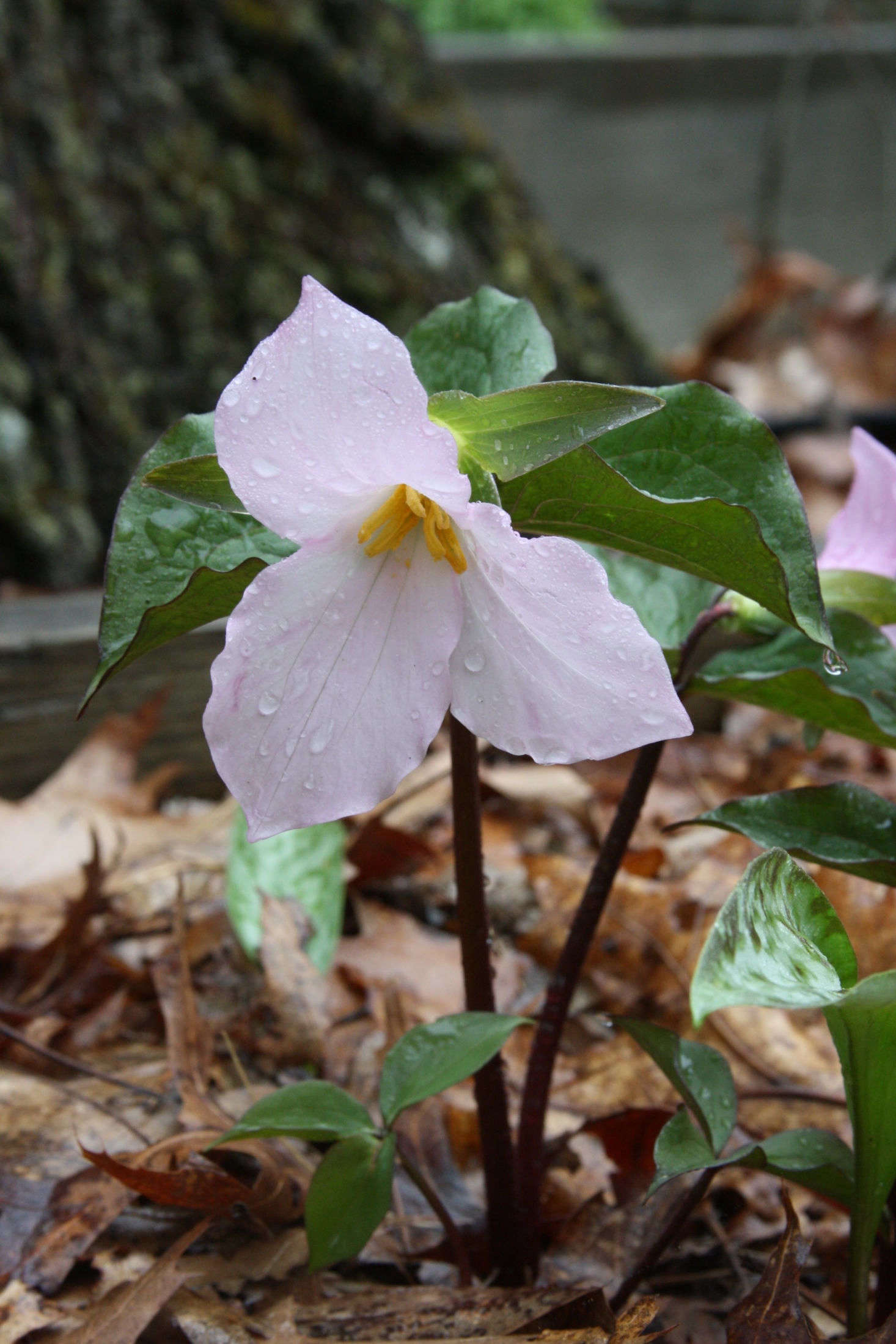 After Trillium grandiflorum has been pollinated, its petals turn pink to signal to insects that they may move on. Also in this family, T. roseum has pink flowers to begin with, so insects will pass it by; this variety must be pollinated by hand. Photograph by Dan Jaffe.
