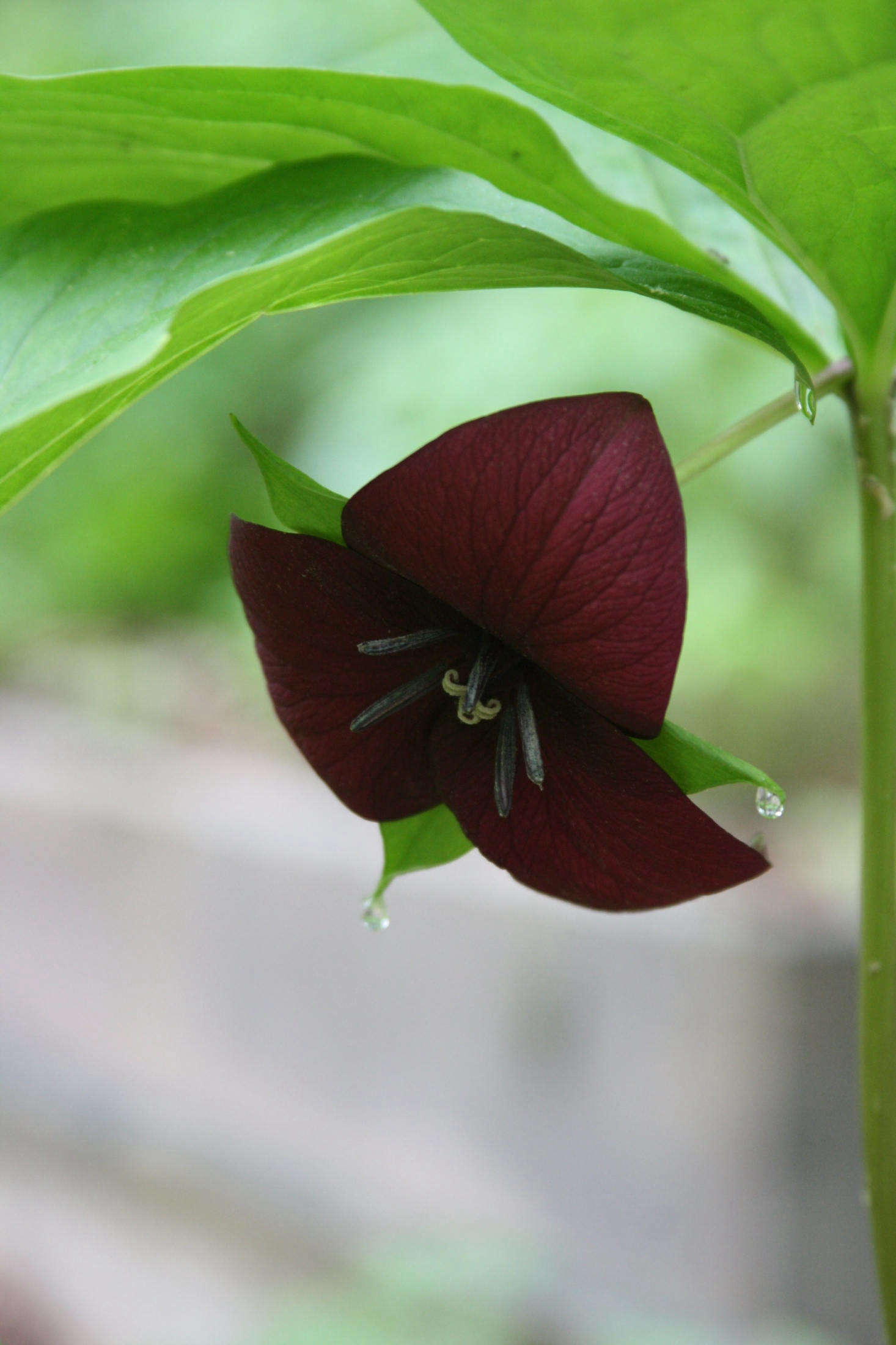 A striking red beauty with especially large flowers, Trillium vaseyi blooms later than other trilliums. Photograph by Dan Jaffe.