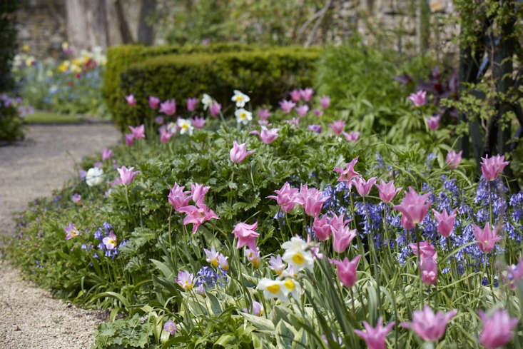  The last few weeks have been tulip season and by adding new varieties each year Jessica has established a display of rich colors.