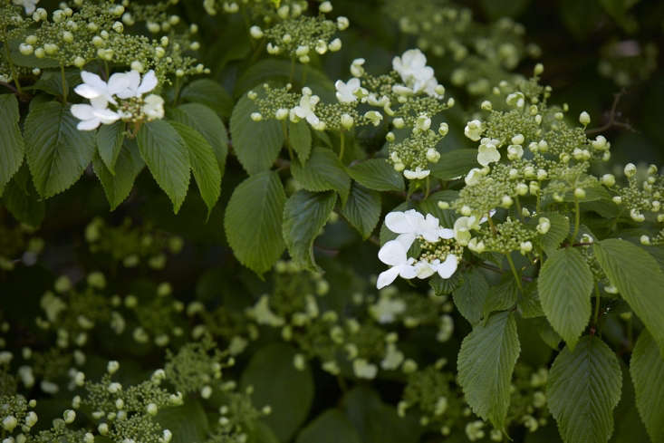   Sometimes known as the Japanese Snowball bush, Vibernum plicatum ‘Mariesii’ is part of the Adoxaceae family.