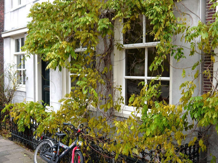 In a city garden in Amsterdam where space is at a premium, vines and climbers soften a facade and create curb appeal. Photograph by Fons Heijnsbroak via Flickr.