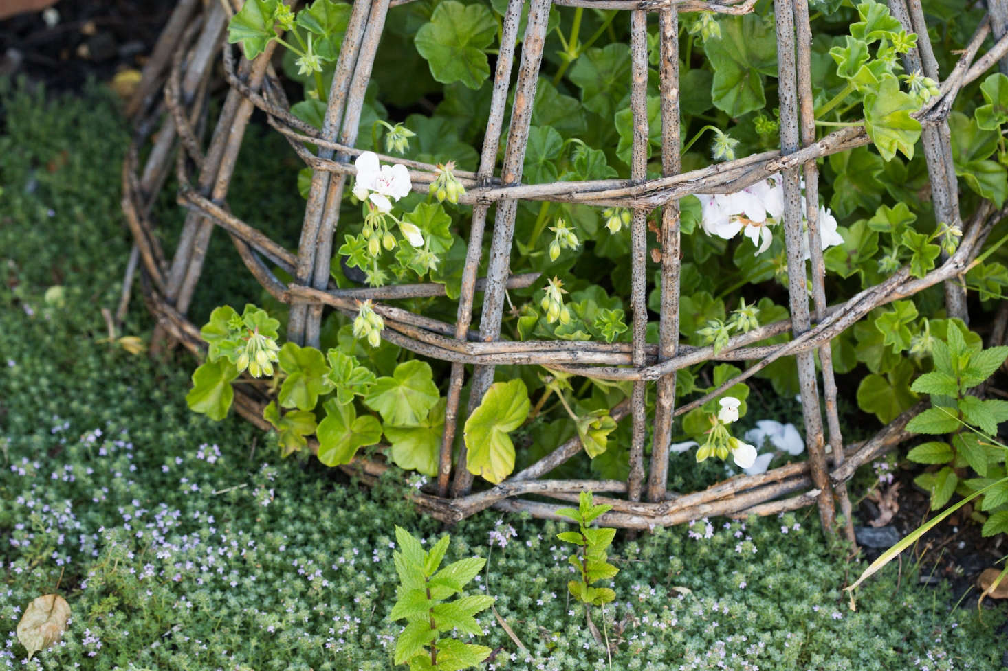 A couple of years after planting the roses, I started writing our Gardenista book and with Kendra, tested products for the chapter about the Gardenista 0 classic garden accessories and tools; that