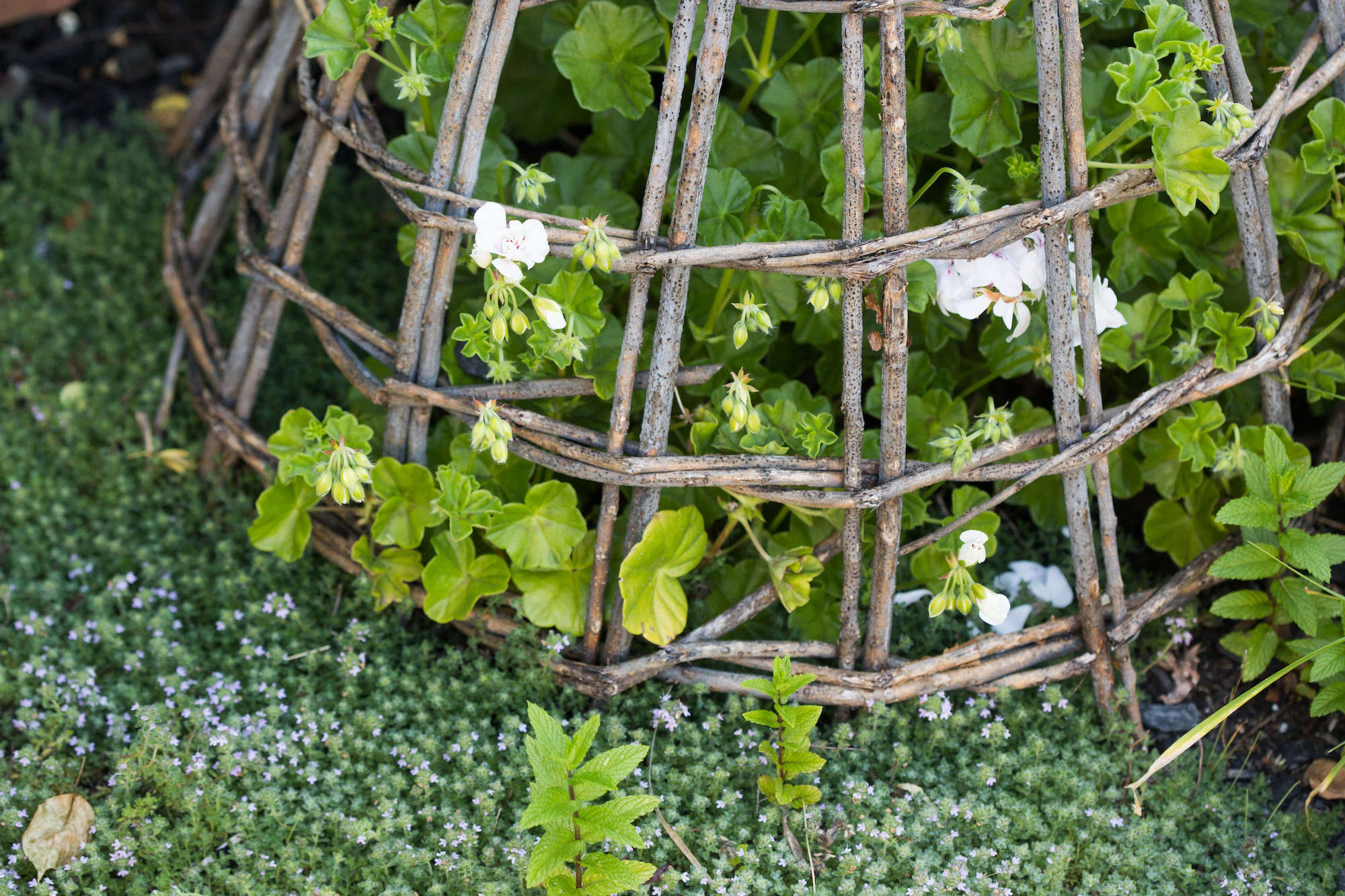 Gardening 101: Ground Covers for Every Landscape