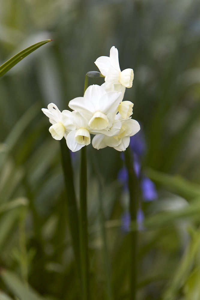 Narcissus &#8\2\16;Silver Chimes&#8\2\17;, introduced in \19\14, is a fragrant heirloom with clusters of up to eight flowers per stem; \10 bulbs for \$\13.35 at John Scheepers. Photograph by Britt Willoughby Dyer.