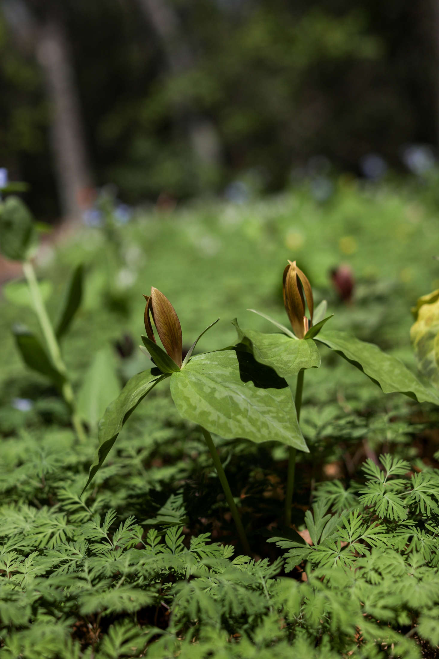 Yellow Trillium luteum prefers part shade and moist, well-drained, slightly alkaline soil.