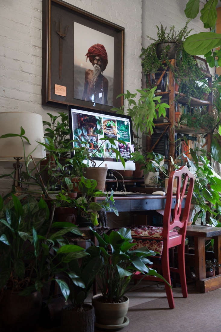 Nearly every corner and open space, including her work area, is inhabited by a plant. Some of the many species Oakes has include: Maidenhair Fern (Adiantum), Bromeliads, Grape Ivy (Cissus rhombifolia), Codiaeum, Diefenbachia, Maranta, Peperonia, Schefflera, and Zebrina.