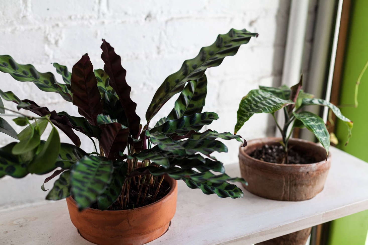 Living with 670 Plants in a Brooklyn Apartment