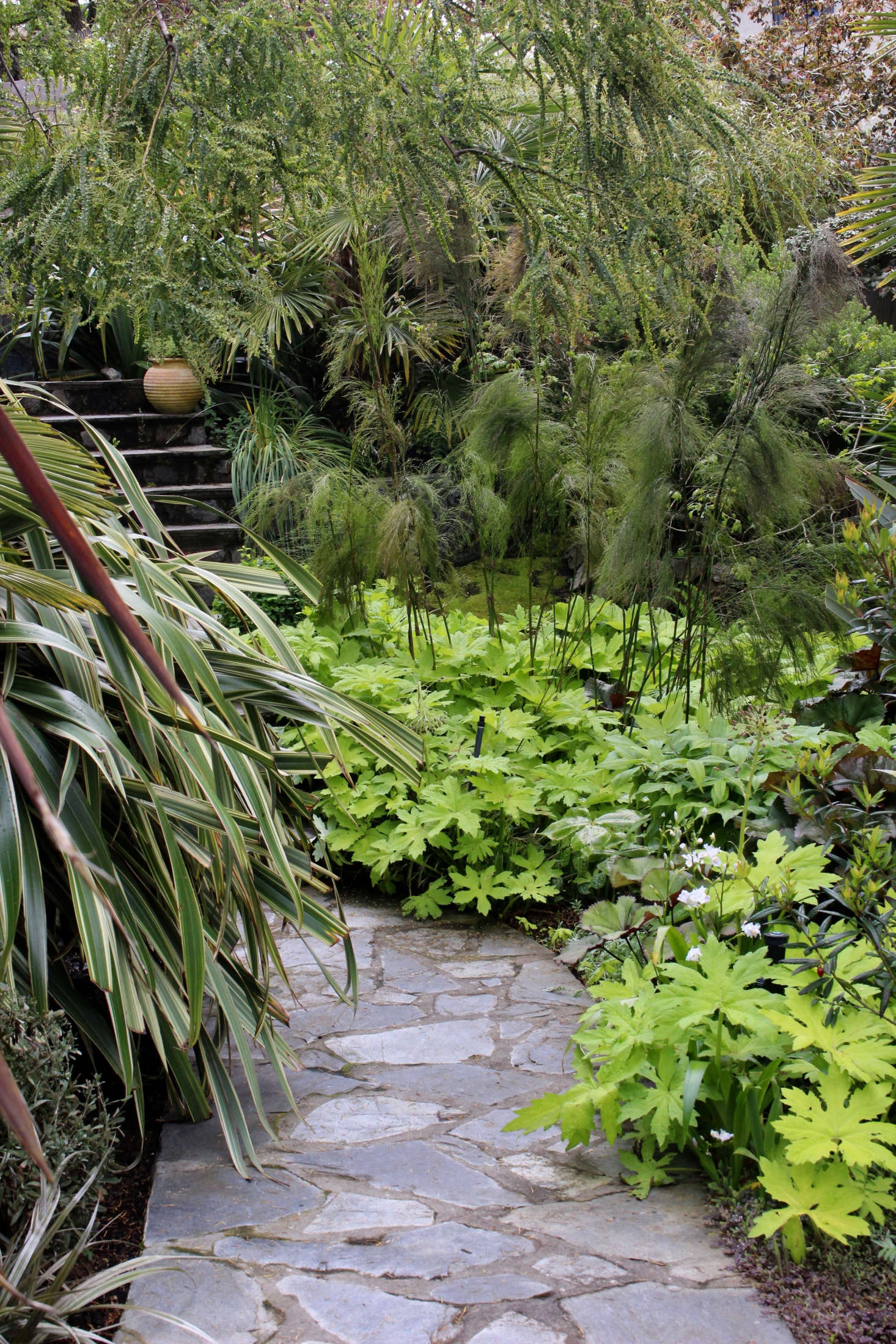 The entrance pathway is lined with Petasites ‘Golden Palms’, from which the Australian plant Baloskion tetraphyllum rises. Acacia pravissimia arches overhead, with Phormium cookianum ‘Tricolor’ at left.