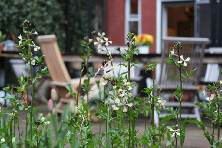 Arugula flowers by Marie Viljoen