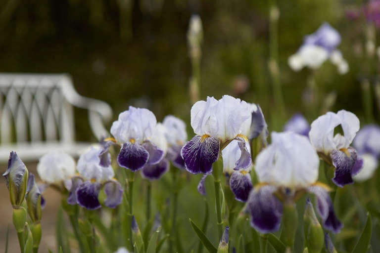 Calling All Gardeners A Quest to Save Rare Irises Gardenista