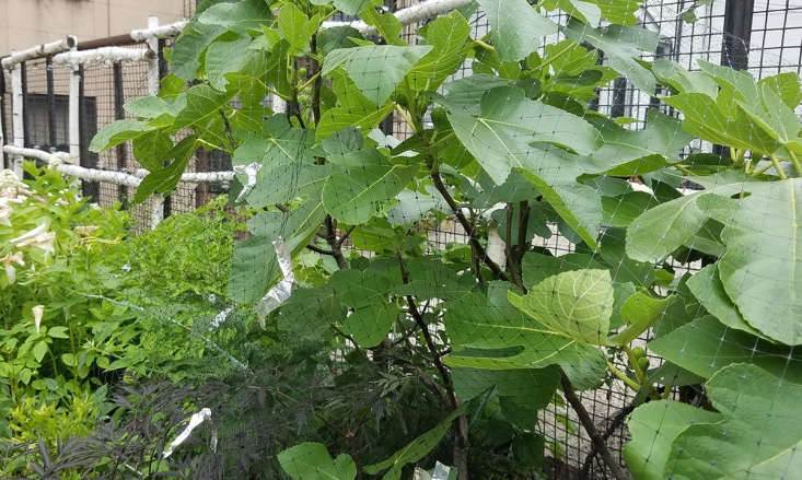 Bird netting on fig tree by Marie Viljoen