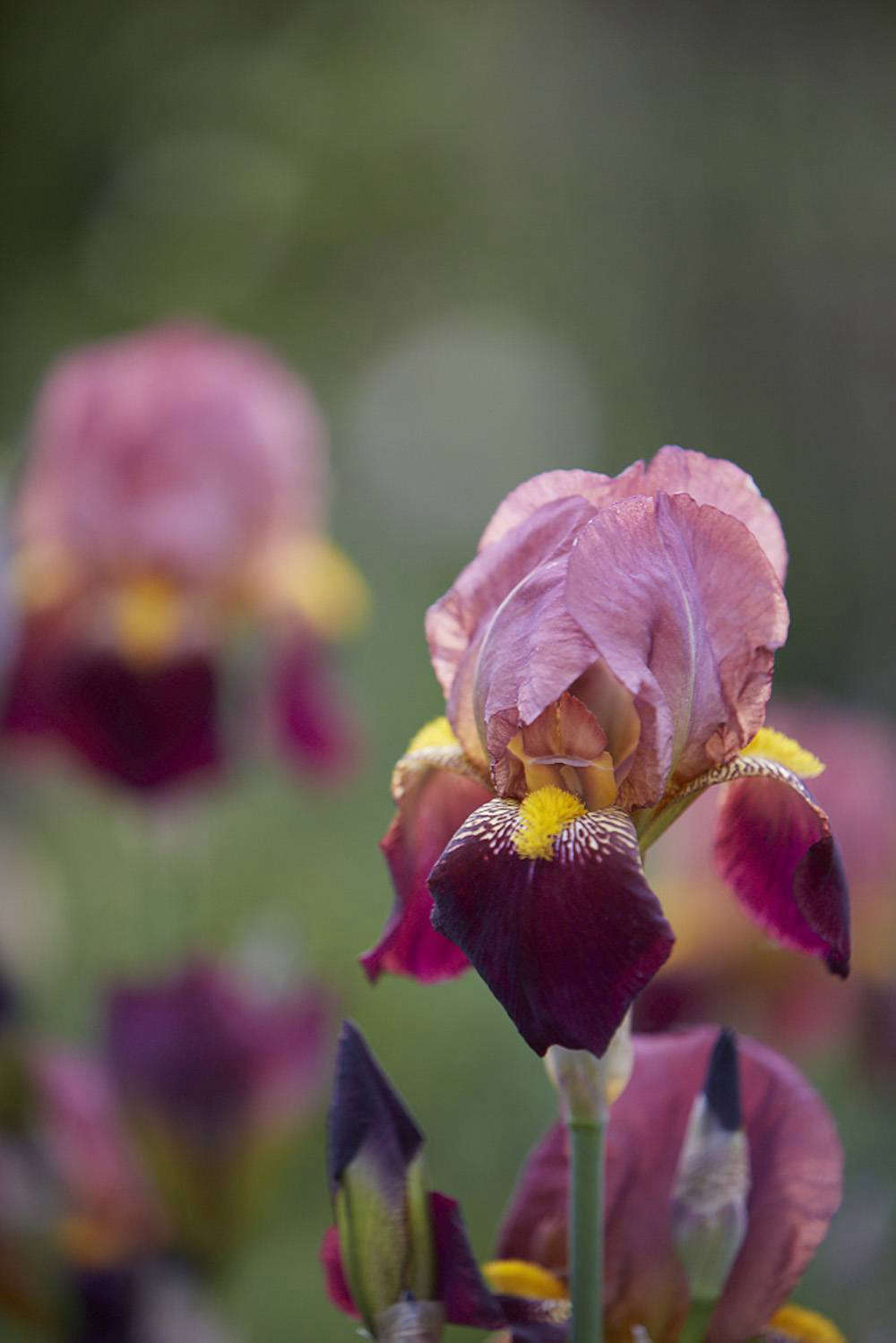 A closer look at Bliss iris 
