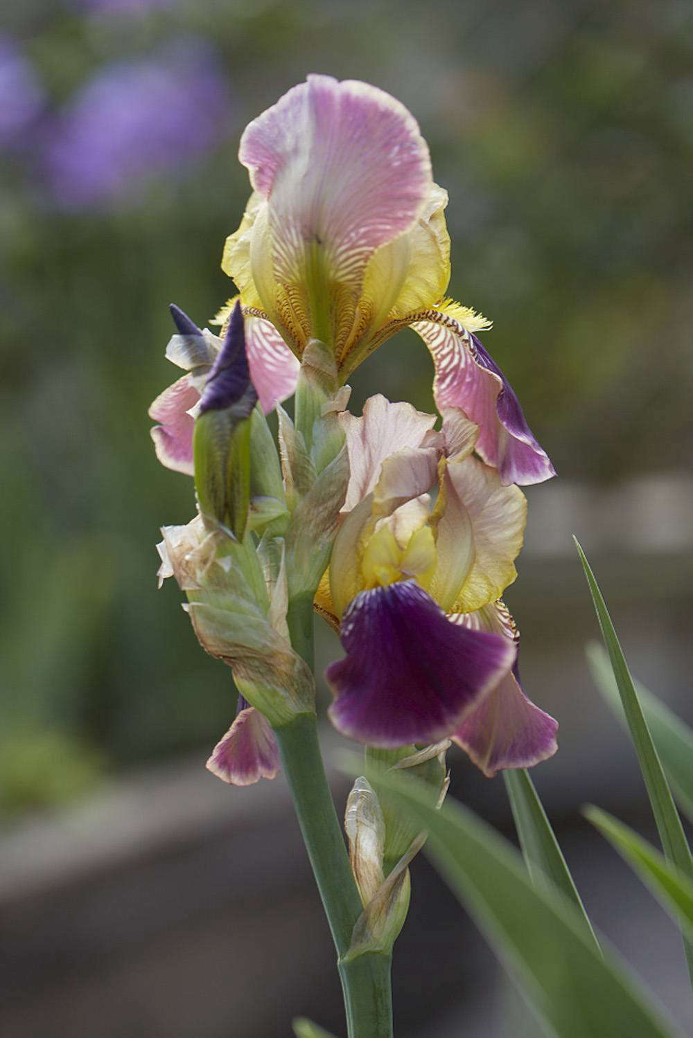 Iris 