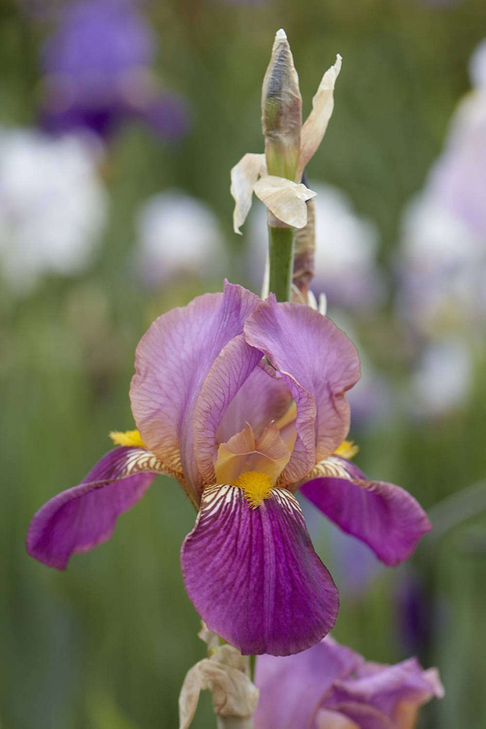 Iris 