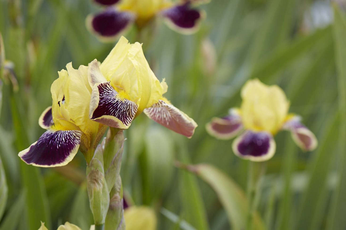 Iris 