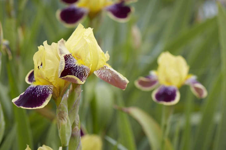 Iris &#8\2\16;Marsh Marigold&#8\2\17; \19\19.