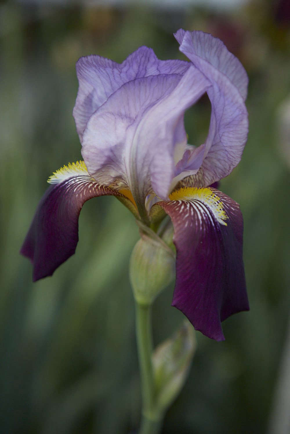 Iris 