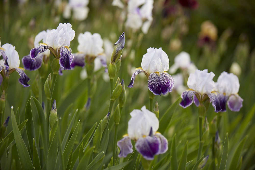 Iris 