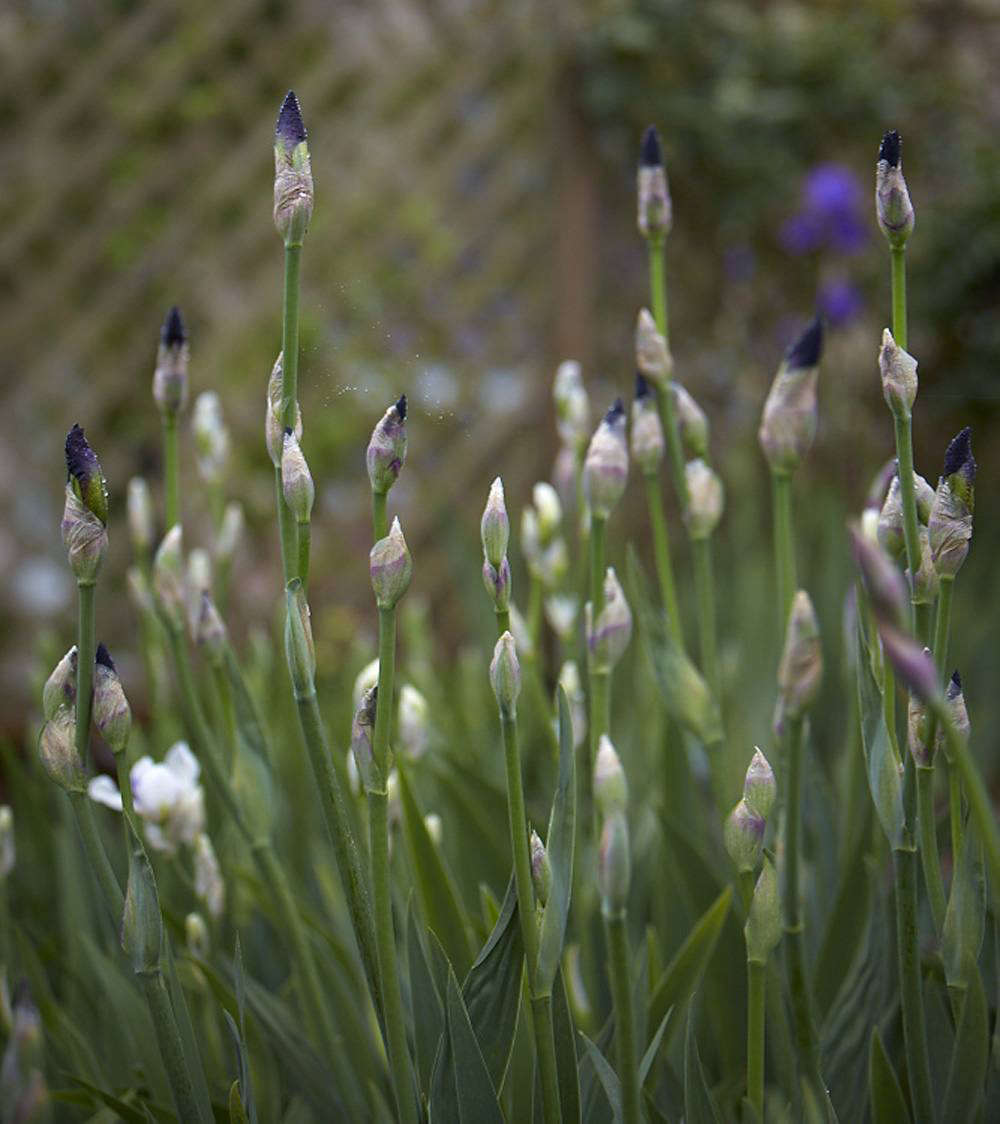 Bliss irises, Gloucestershire.
