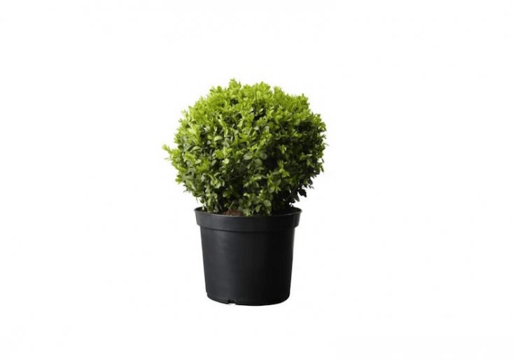  Kept clipped, boxwood orbs will provide a year-round green backdrop in a garden. A variety of suitable varieties including Green Velvet, Wintergreen, and Dwarf English boxwoods are available at prices starting at \$\29.95 depending on variety at Nature Hills.