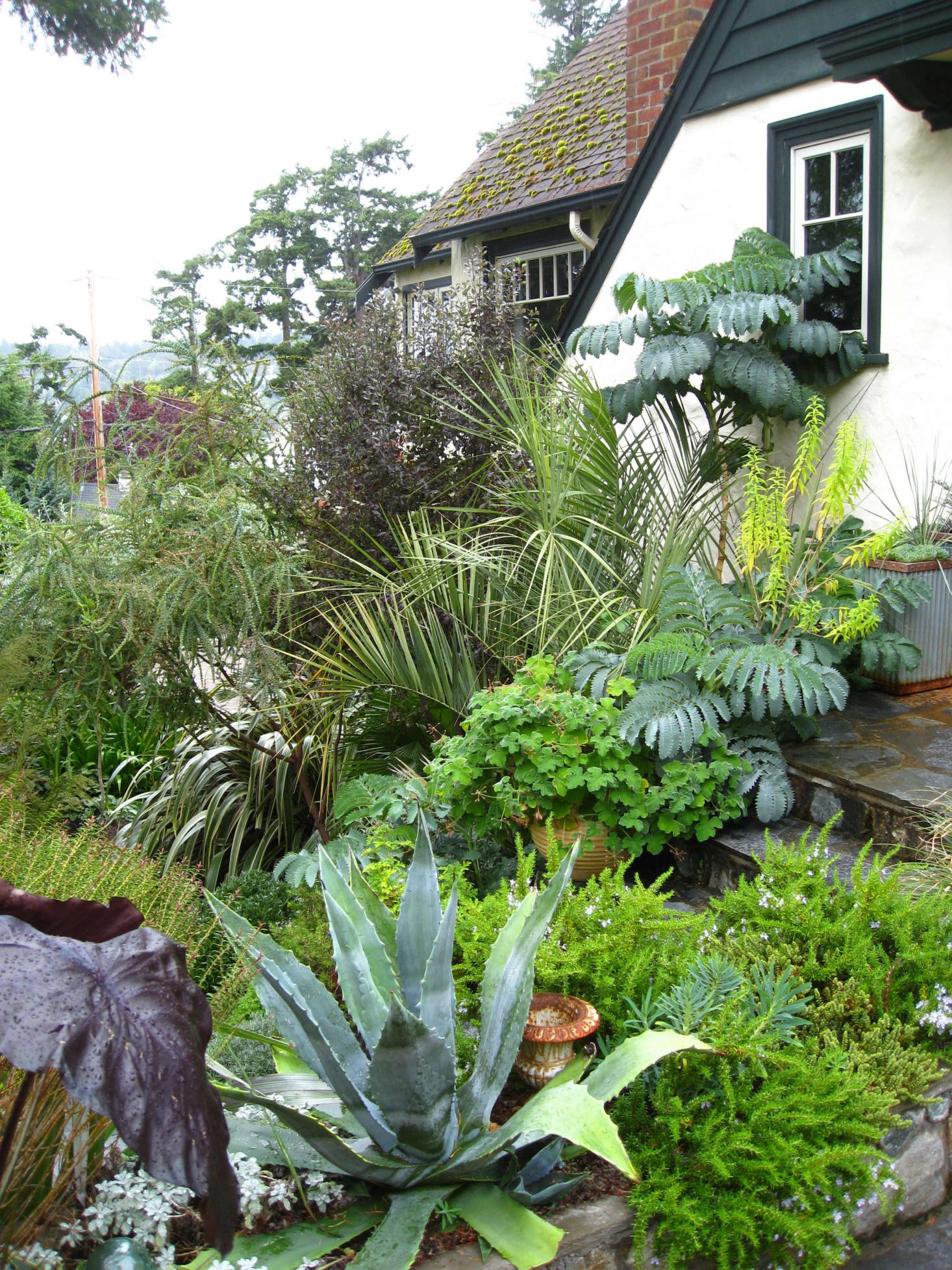 Layers of foliage envelop the front door landing, with the contrasting textures of a blue Agave americana and creeping rosemary. The South African Melianthus major emerges from behind the palm Butia capitata, adding a 